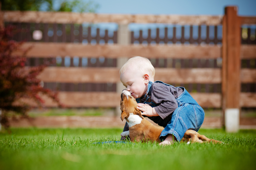 copil caine 4 otsphoto shutterstock