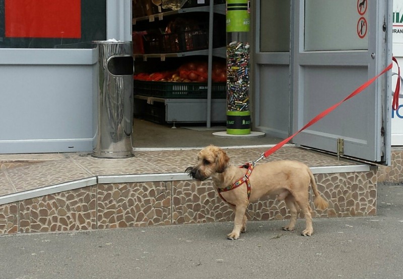 dogsatsupermarket 2