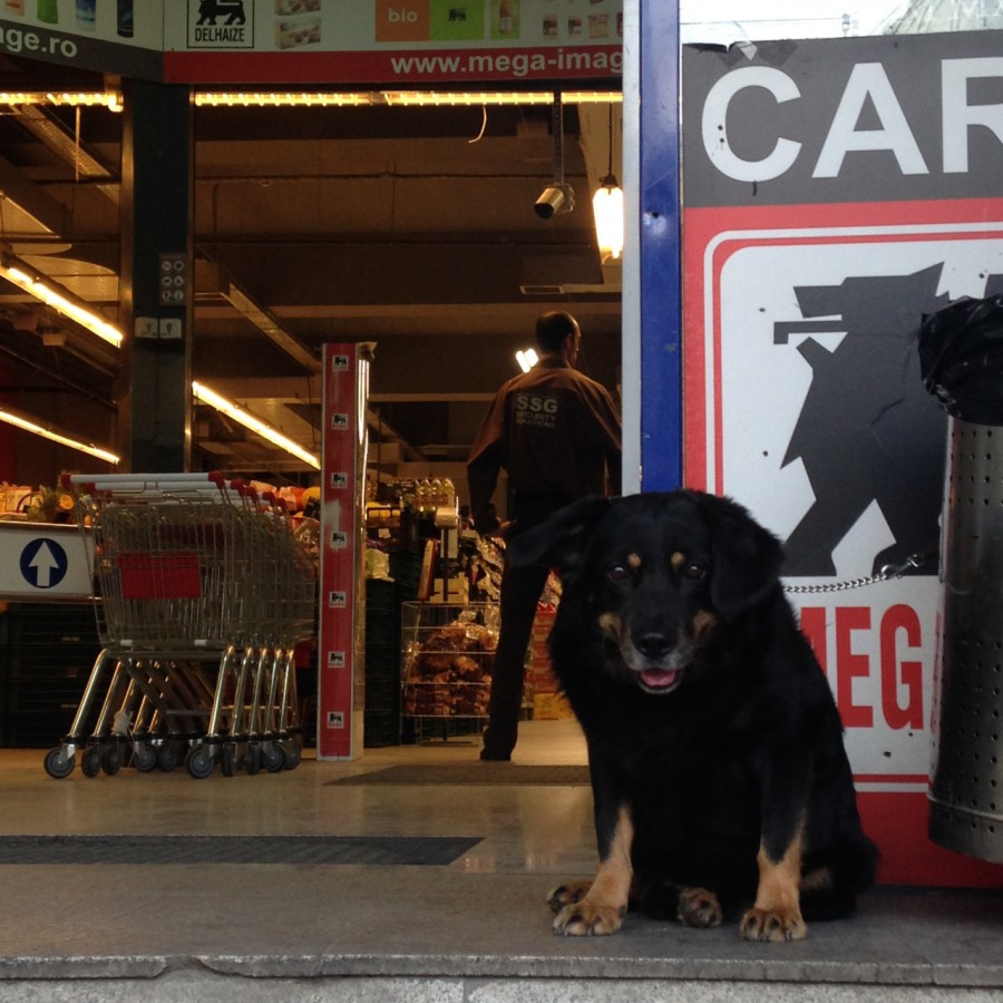 dogsatsupermarket 4