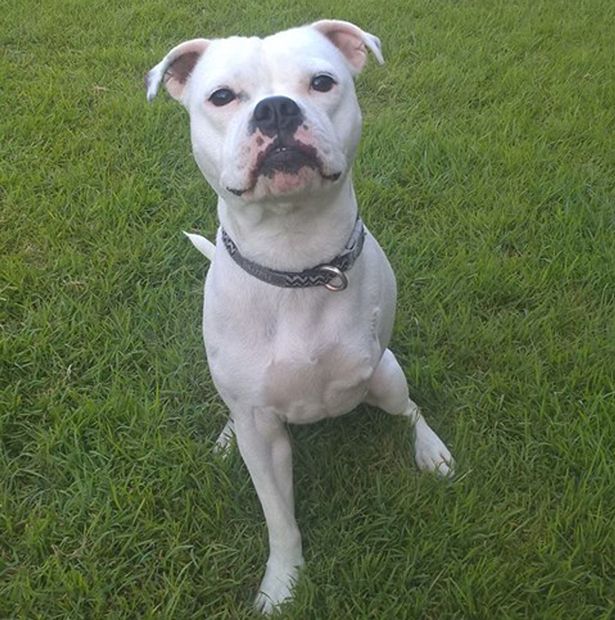 Ella-Peggie-born-with-only-one-arm-and-her-three-legged-puppy-Snowy (2)