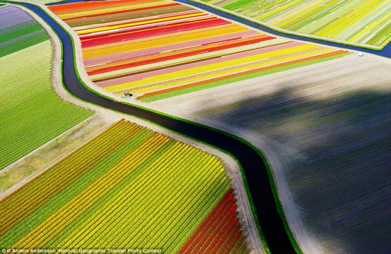 Câmpurile de lalele din Olanda