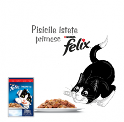 Felix premiază pisicile isteţe