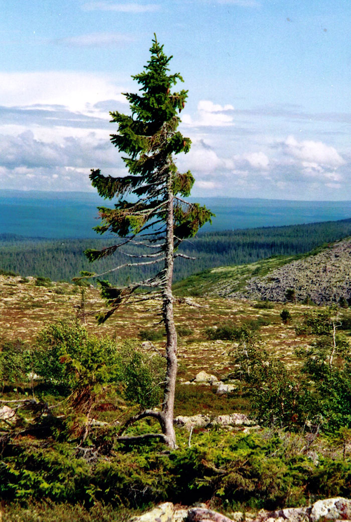 cel mai batran copac din lume suedia (3)