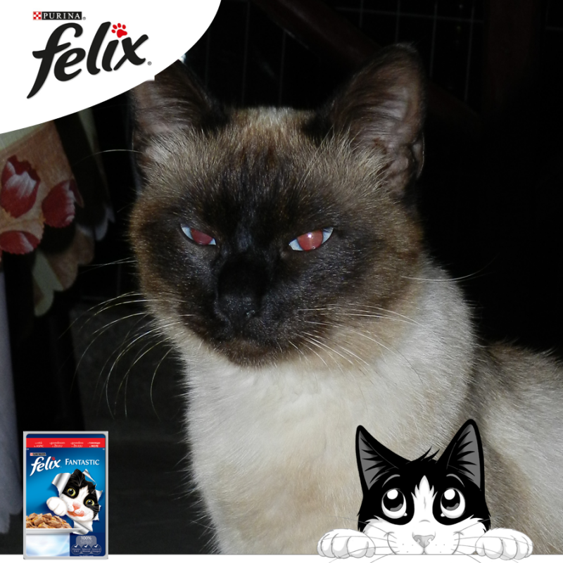 Felix-premiaza-pisicile-istete---castigator