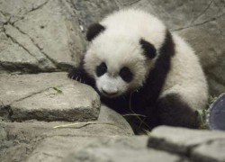 Puiul de panda născut la grădina zoologică din Beauval a primit un nume