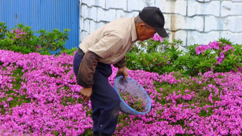Kuroki planteaza mii de flori pt sotia oarba (2)