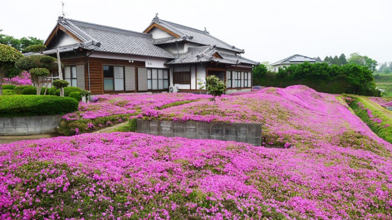 Kuroki planteaza mii de flori pt sotia oarba (3)