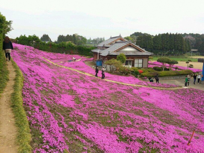 Kuroki planteaza mii de flori pt sotia oarba (9)