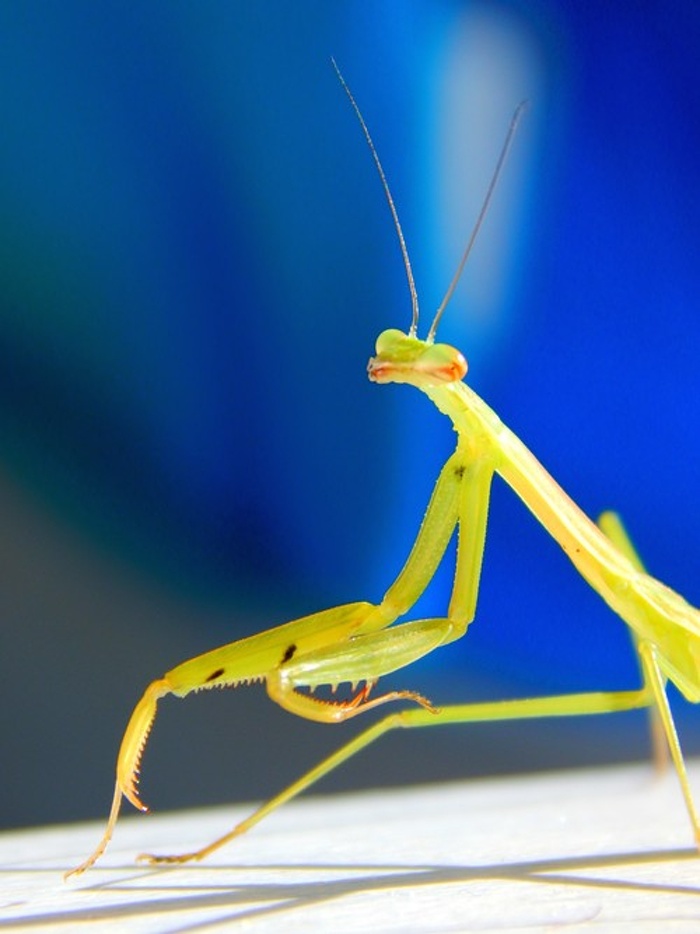 National Geographic Kids concurs foto (3)