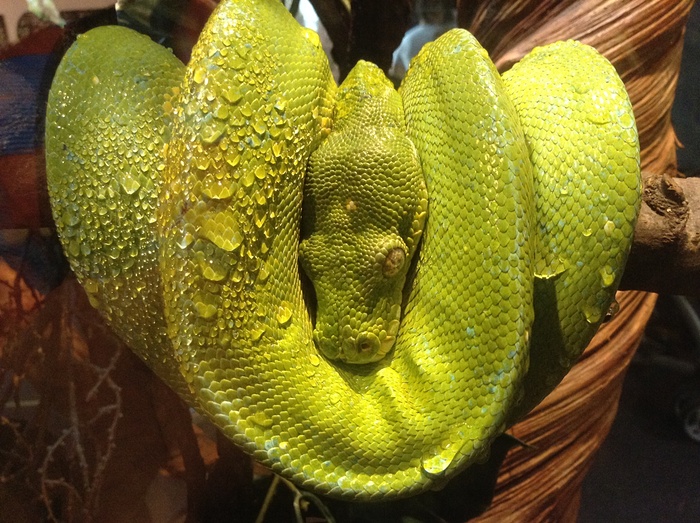 National Geographic Kids concurs foto (7)