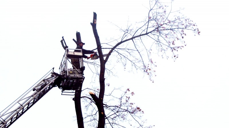 Toaletare copac fara frunze