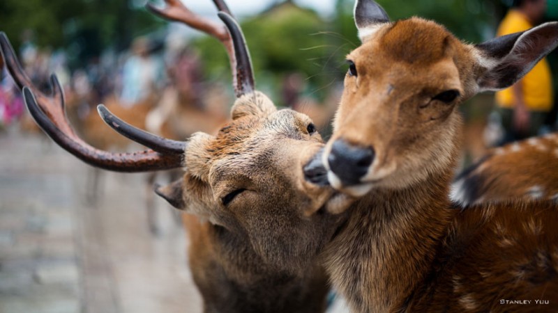 sarutul animalelor (4)