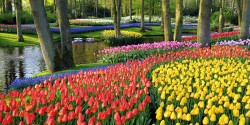 Keukenhof-1