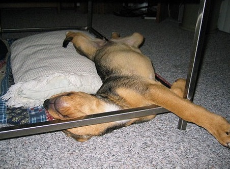 cum dorm cainii (10)