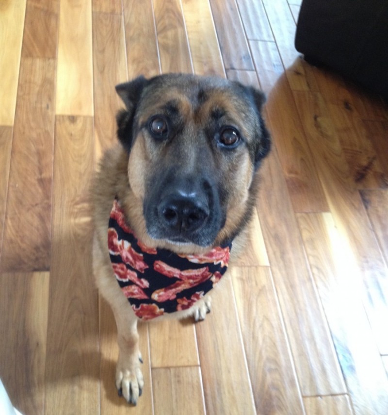 Cainele LUCCA uitandu-se la camera