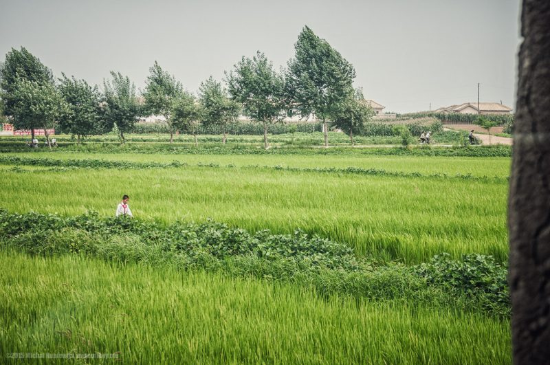 Elev in coreea de nord