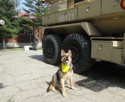 În cei doi ani petrecuţi pe pământ afgan, câinele-soldat Biţă a salvat viaţa a sute sau mii de civili şi militari (AUDIO)