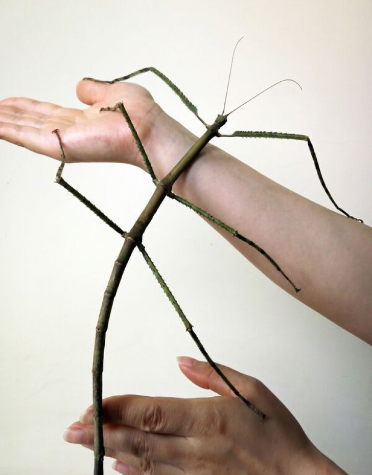 cea mai lunga insecta din lume (2)