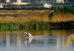 Bucureștiul va avea cel mai mare parc natural urban din Europa, Parcul Natural Văcărești