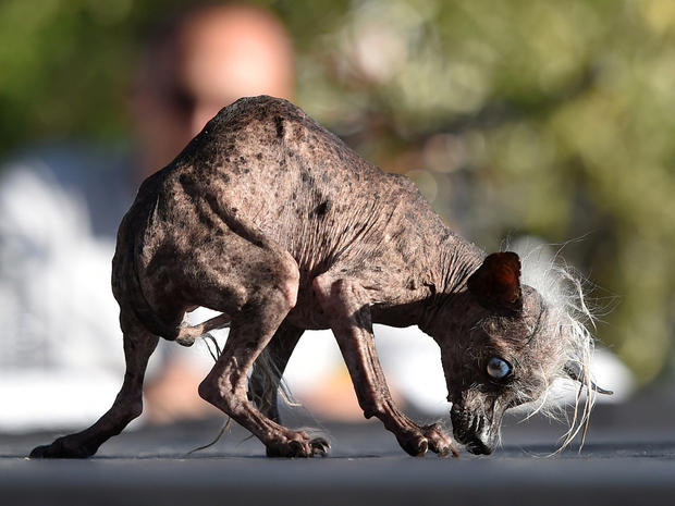 Sweepee Rambo, a Chinese Crested, is presented to judges during the World's Ugliest Dog Competition in Petaluma, California on June 26, 2015. Quasi Modo went on to win first prize as the ugliest dog in the competition. AFP PHOTO/JOSH EDELSON (Photo credit should read Josh Edelson/AFP/Getty Images)