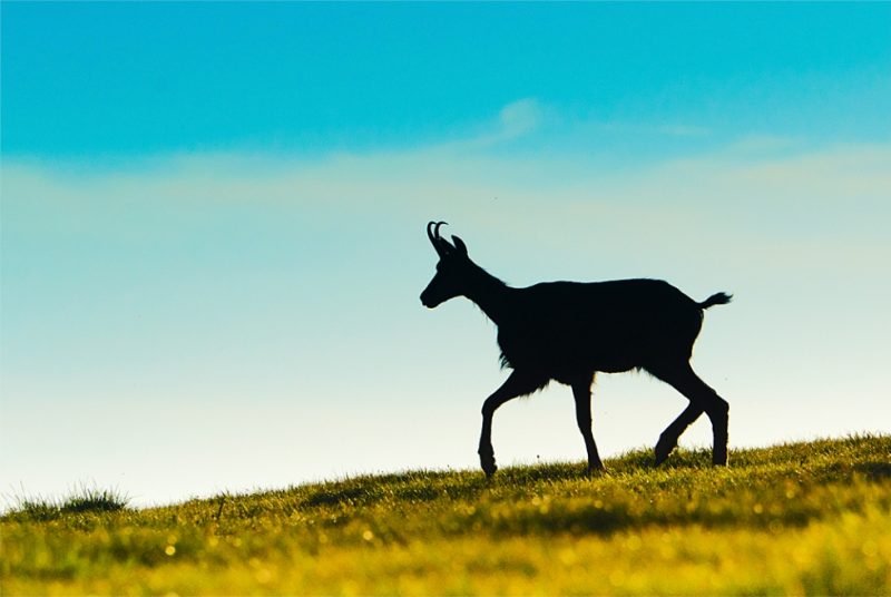 apus-cu-capra-neagra Adrian Tanasie