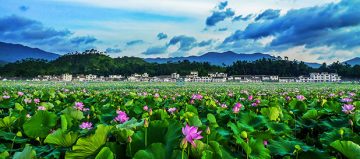 Cea mai mare întindere de lotus din lume – GALERIE FOTO