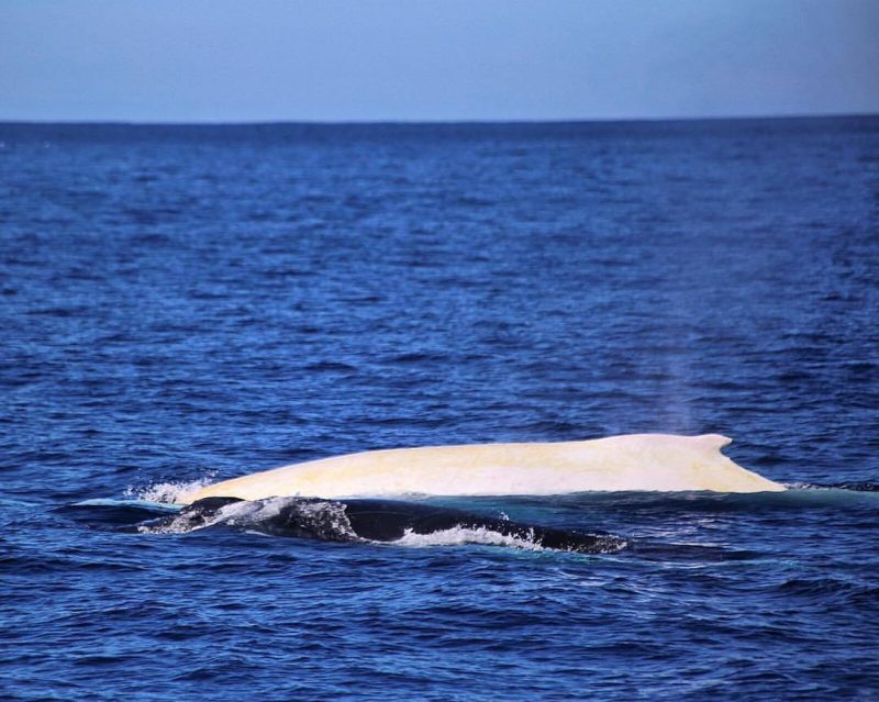 migaloo balena (1)
