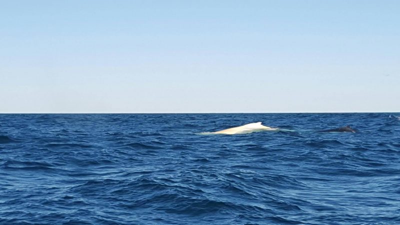 migaloo balena (2)