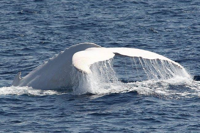 migaloo balena (3)