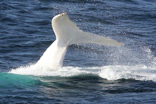 migaloo balena (4)
