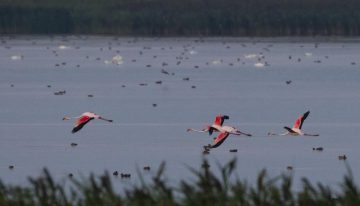 Păsări Flamingo observate în Delta Dunării