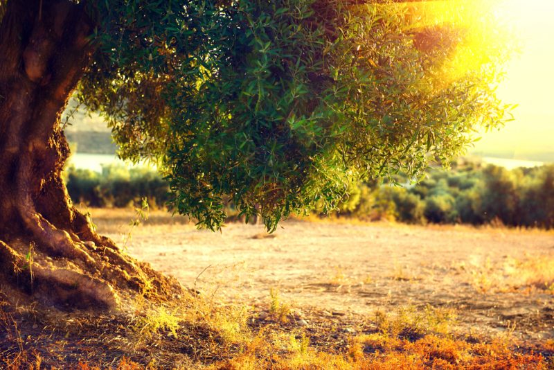 Grind Array of There Măslinul, simbol al înţelepciunii şi darul zeilor pentru Atena : Europa FM Grind Array of There Măslinul, simbol al înţelepciunii şi darul zeilor pentru Atena : Europa FM