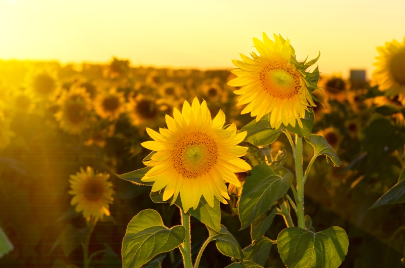 România, lider în UE la producția de floarea-soarelui în 2025 | AUDIO