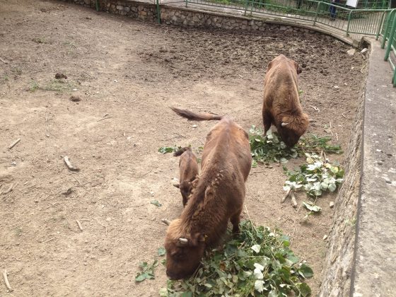 pui zimbru resita (3)