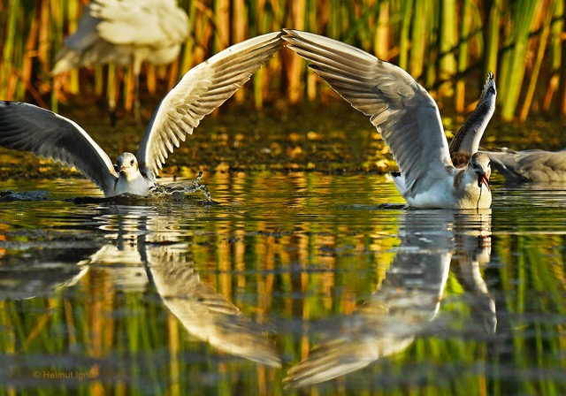 helmut-ignat-parcul-vacaresti_1