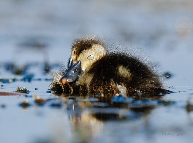 helmut-ignat-parcul-vacaresti_2