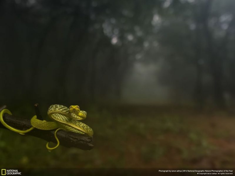 national-geographic-cei-mai-buni-fotografi-de-natura-ai-anului-2016-14