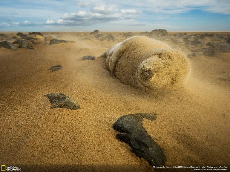 national-geographic-cei-mai-buni-fotografi-de-natura-ai-anului-2016-16