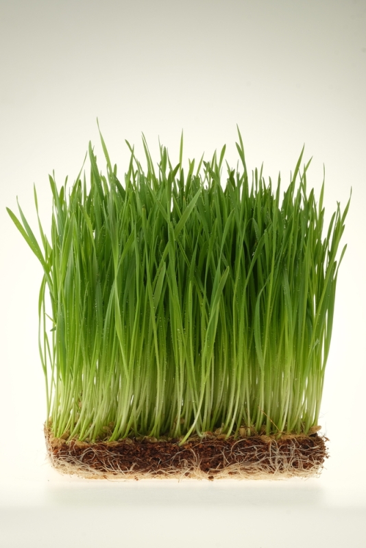 grau-incoltit-shutterstock-1