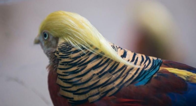 pasarea-care-seamana-cu-donald-trump-twitter-2