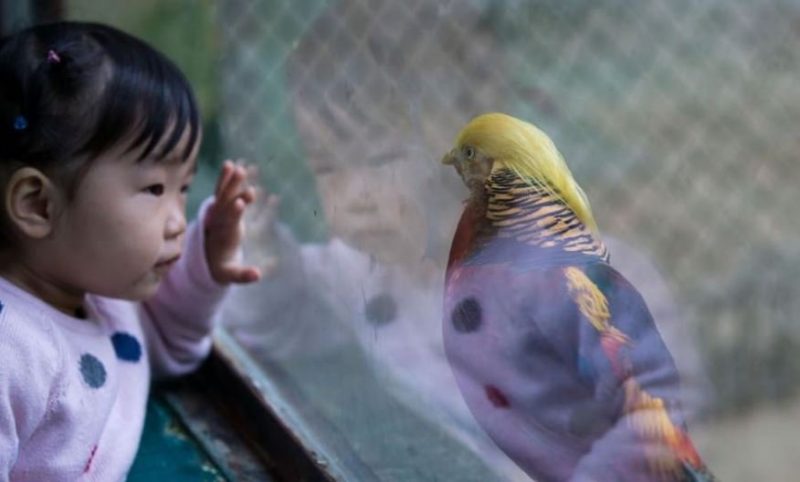 pasarea-care-seamana-cu-donald-trump-twitter-3