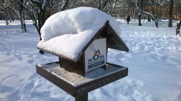 Păsările din parcuri au nevoie de ajutor pe timpul iernii