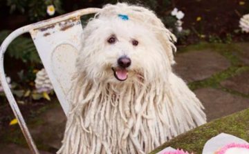 Câinele lui Mark Zuckerberg a primit cadou o sculptură 3D la aniversarea de şase ani