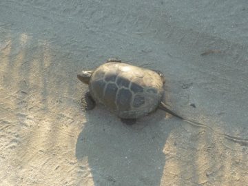 Deșteptarea: După mai bine de două luni de căutări, țestoasa de companie a unei familii a fost găsită la doar 30 de metri de casă | VIDEO