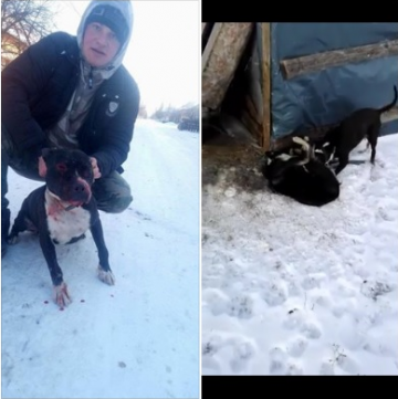 Arad: Un tânăr care a pus un pitbull să atace un alt câine, cercetat pentru cruzimi față de animale. Doi tineri s-au amuzat și nu au intervenit
