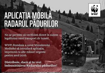 Doina Pană: Plângere la Parchet în cazul aplicaţiilor de urmărire a tăierilor ilegale de păduri