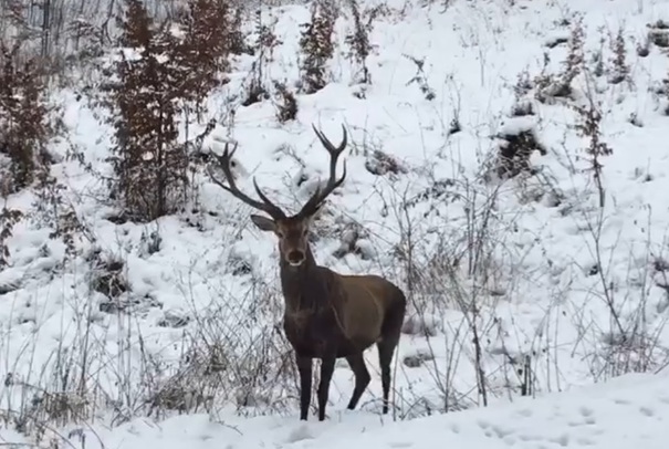 Imagini rare cu 4 cerbi surprinse întro pădure din Caraș Severin