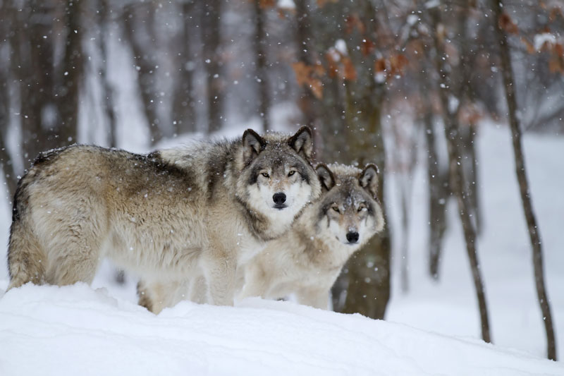 Conquest Recount Generosity Imagini rare cu lupi în zăpadă – VIDEO : Europa FM