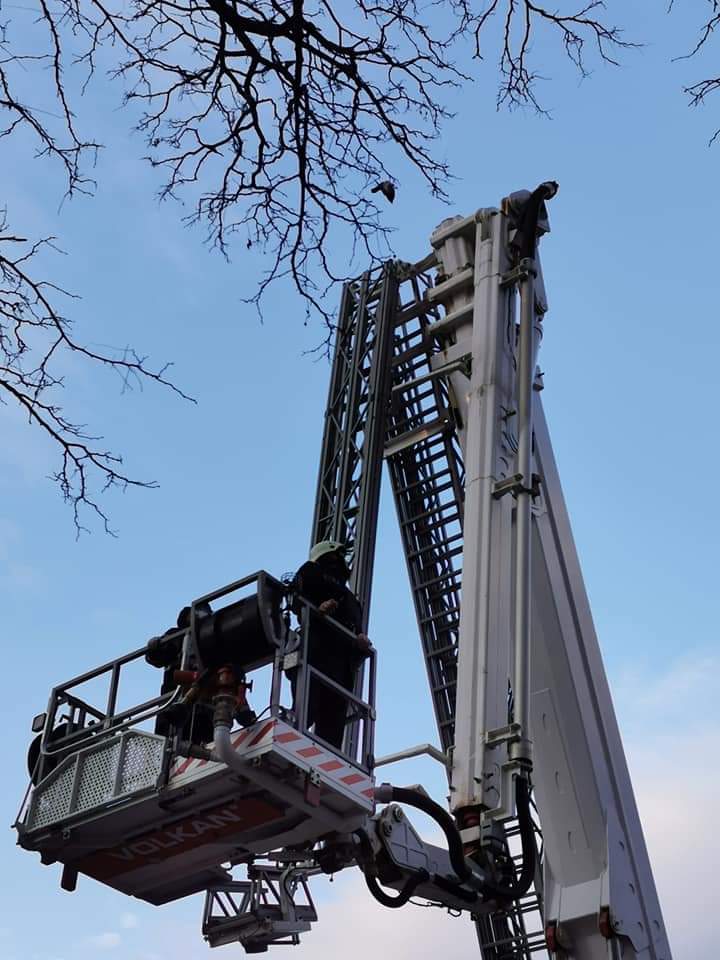 Mobilizare în Botoşani pentru salvarea unui porumbel blocat într-un pom