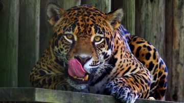 S-a redeschis Zoo Băneasa. Reguli noi pentru vizitatori și angajați | AUDIO